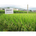 Sementes de arroz natural de alta qualidade
